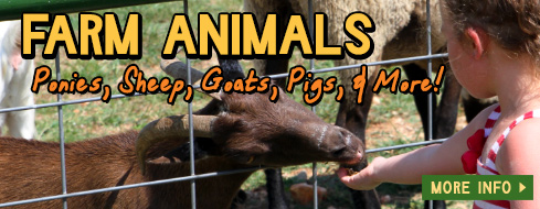 Petting Zoo - Springdale, Arkansas