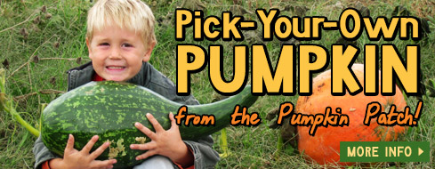 Pick Your Own Pumpkin Patch - Springdale, AR