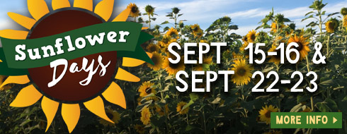 Sunflower Weekends - Sept 15-16 and Sept 22-23, 2023